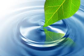 water and leaf